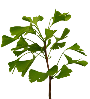 Blätter von einem Ginkgo Baum